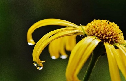 沈阳摄影学校_菊花的拍摄技巧