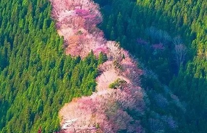 沈阳摄影学校-小光圈拍花更能体现意境美