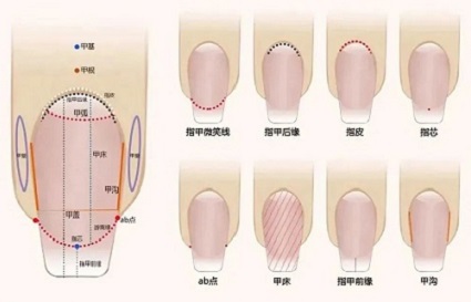 沈阳美甲学校  美甲结构知多少？  