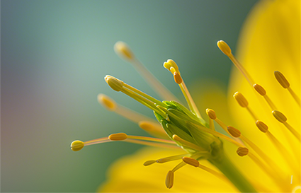 花蕊如何拍大片